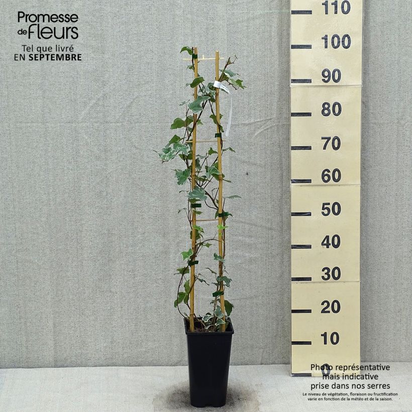Example of Efeu Eva - Hedera helix Topf mit 2L/3L as you get in automne