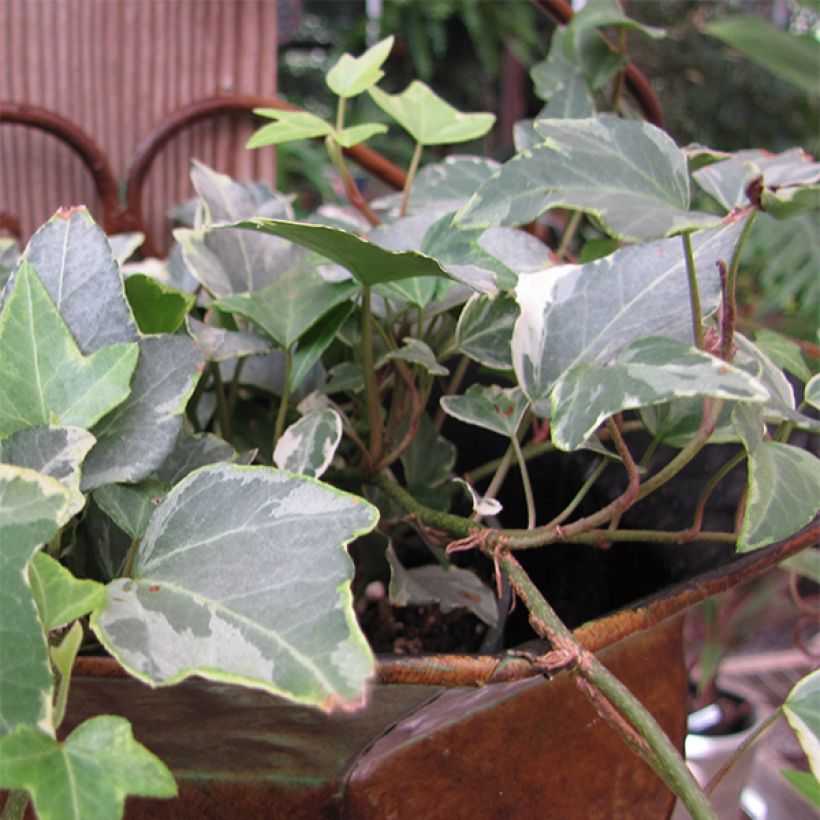 Weißbunter Efeu Glacier - Hedera helix (Flowering)