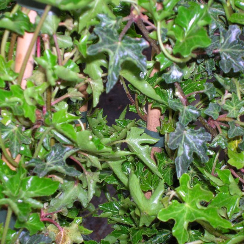 Efeu Ivalace - Hedera helix (Foliage)