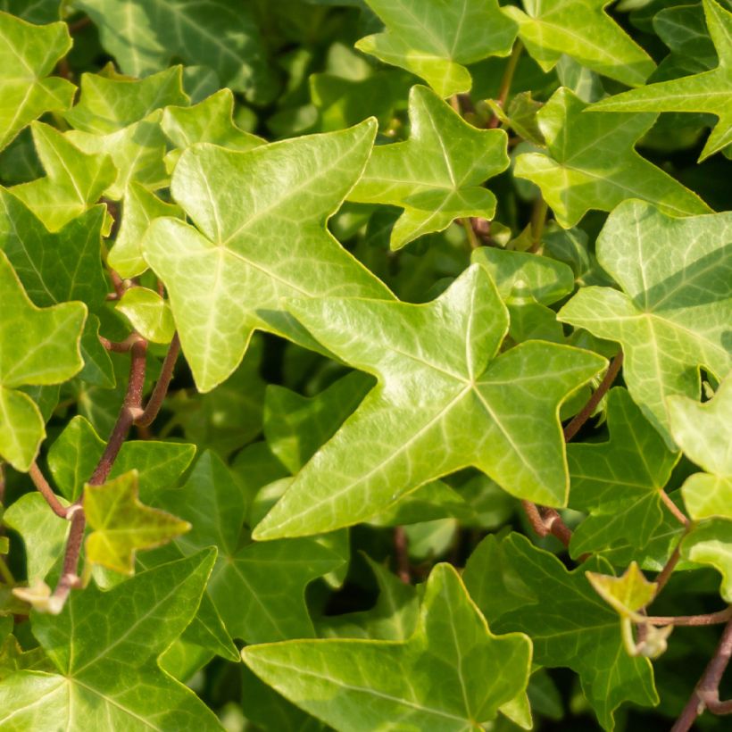 Efeu Shamrock - Hedera helix (Foliage)