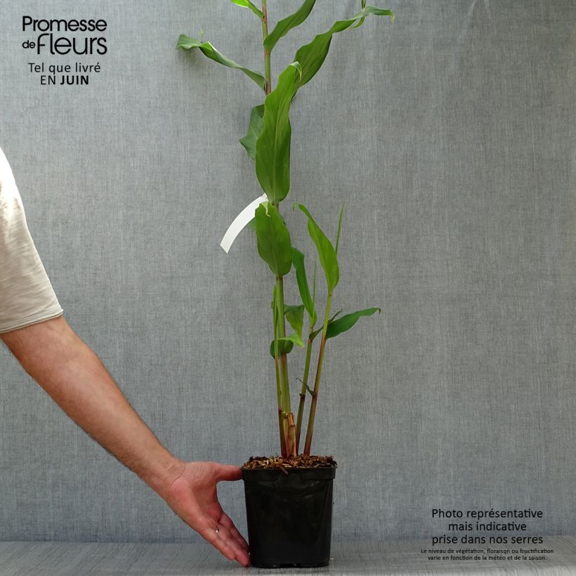 Exemplar von Hedychium coronarium Elizabeth - Schmetterlingsingwer Topf mit 3L/4L wie im Sommer geliefert