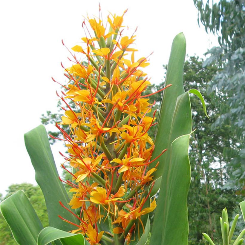 Hedychium coccineum Tara (Birne) - Schmetterlingsingwer (Flowering)