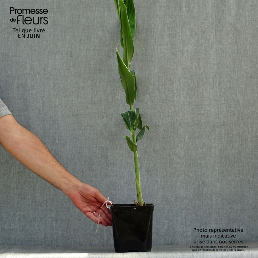 Exemplar von Hedychium coccineum Tara - Schmetterlingsingwer Topf mit 4L/5L wie im Sommer geliefert