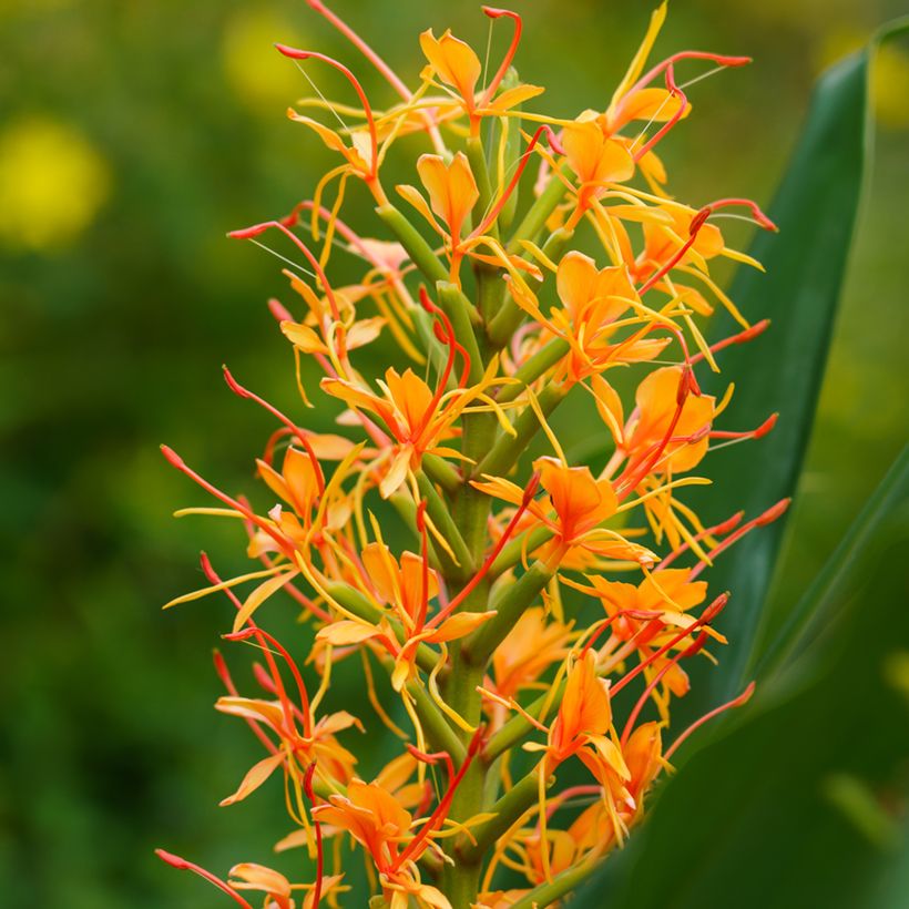 Hedychium coccineum Tara - Schmetterlingsingwer (Flowering)