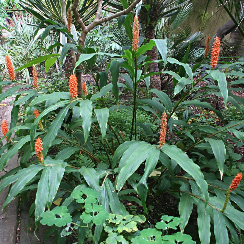 Hedychium densiflorum - Schmetterlingsingwer (Plant habit)