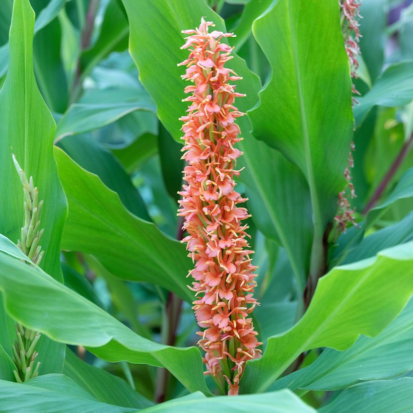 Hedychium densiflorum Assam Orange - Schmetterlingsingwer (Flowering)