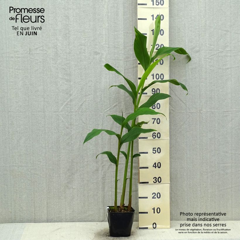 Exemplar von Hedychium densiflorum Assam Orange - Schmetterlingsingwer Topf mit 3L/4L wie im Sommer geliefert