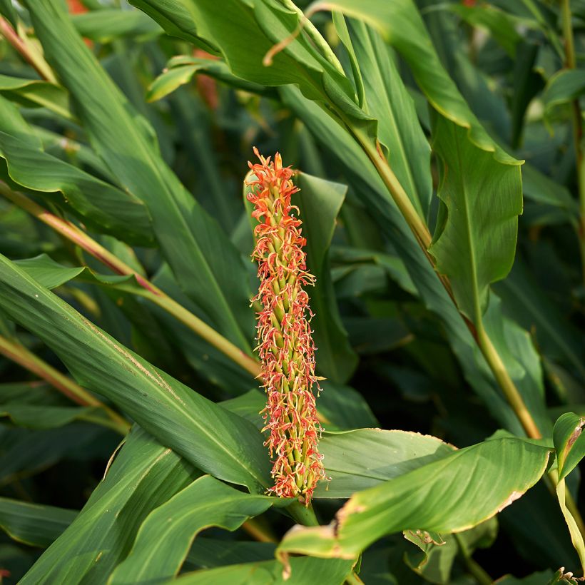 Hedychium densiflorum - Schmetterlingsingwer (Foliage)
