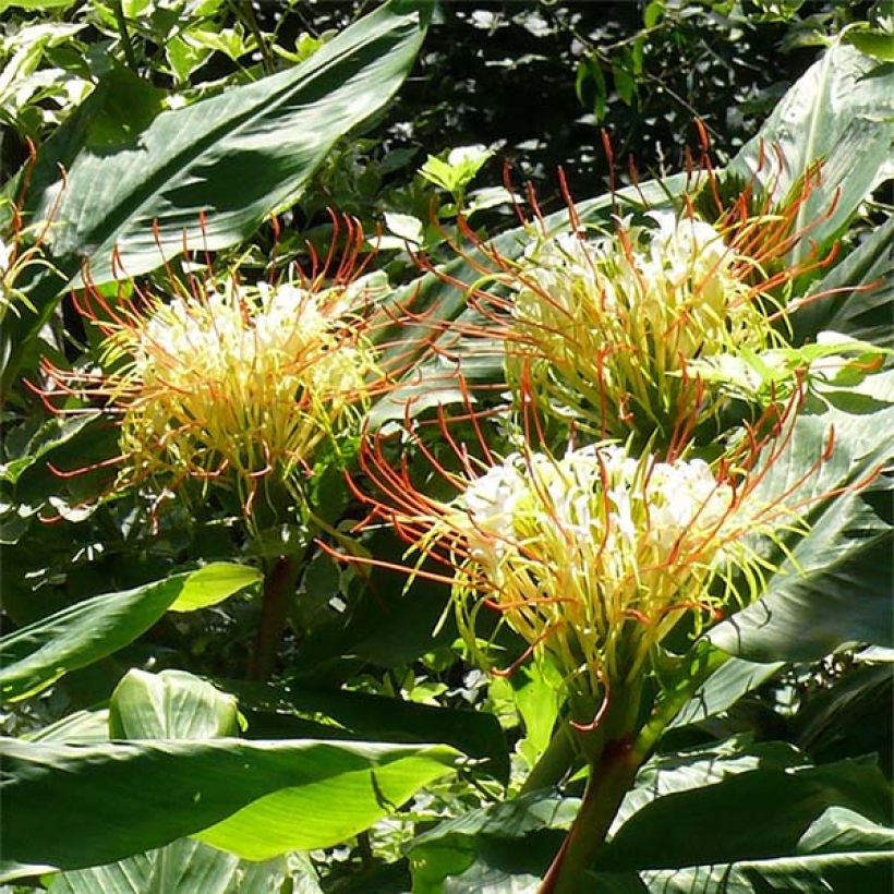Hedychium ellipticum - Schmetterlingsingwer (Flowering)