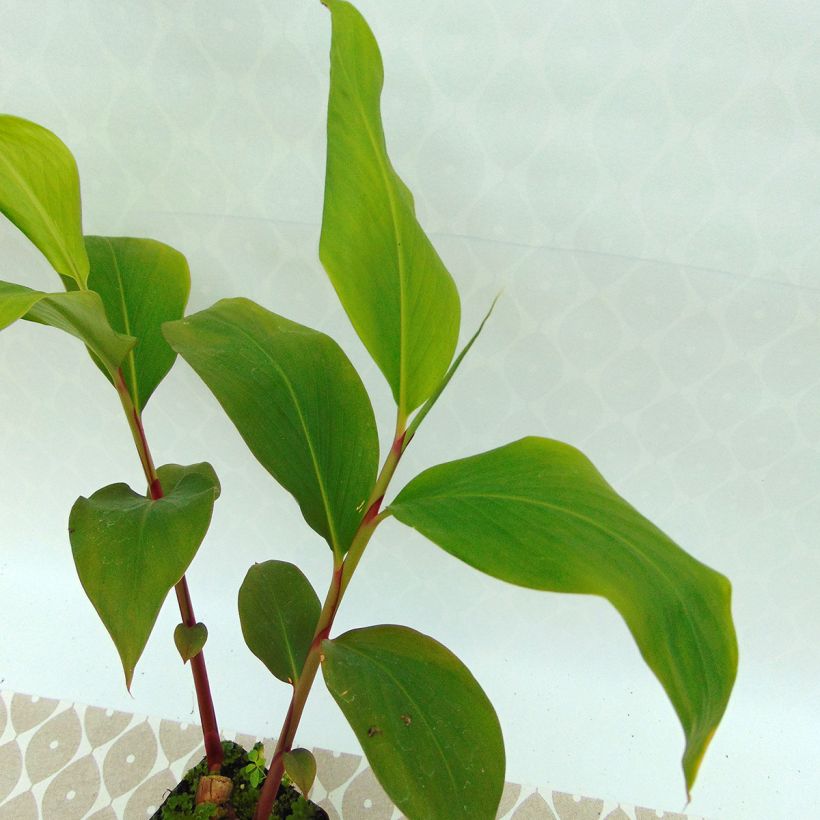 Hedychium ellipticum - Schmetterlingsingwer (Foliage)