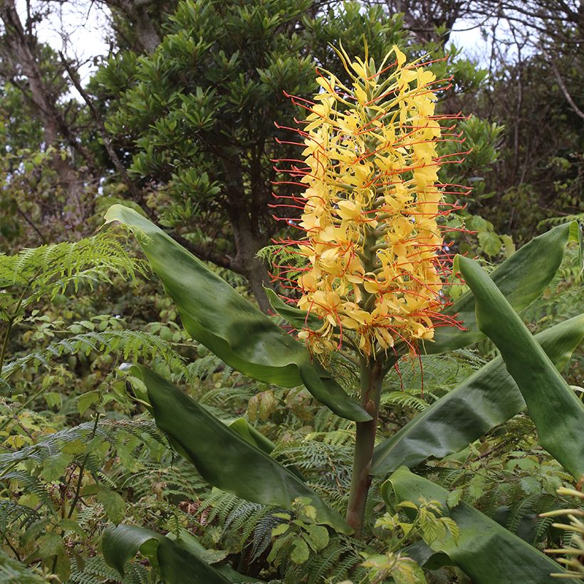 Schmetterlingsingwer - Hedychium gardnerianum (Plant habit)