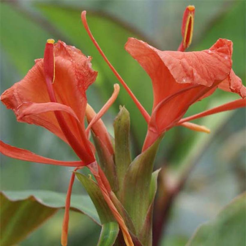 Bhutan-Ingwer - Hedychium greenii (Flowering)