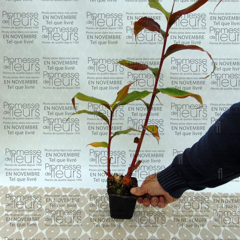 Example of Bhutan-Ingwer - Hedychium greenii Topf mit 1L/1,5L as you get