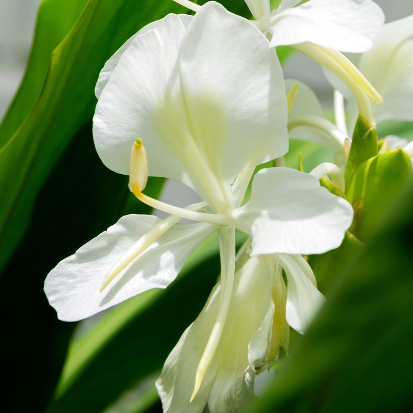 Hedychium maximum - Schmetterlingsingwer (Flowering)