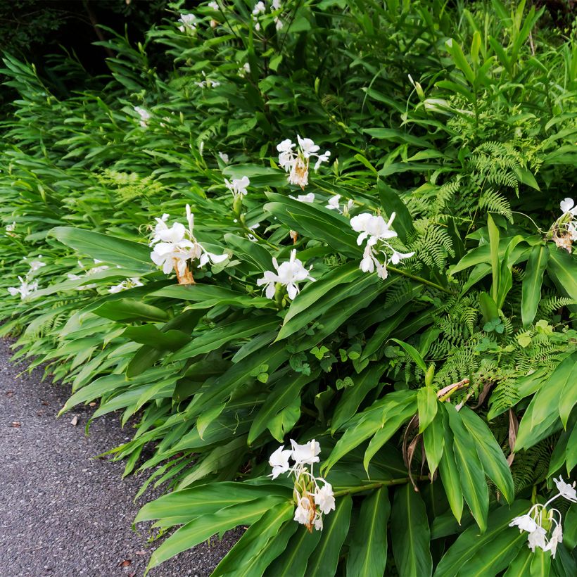 Hedychium maximum - Schmetterlingsingwer (Plant habit)