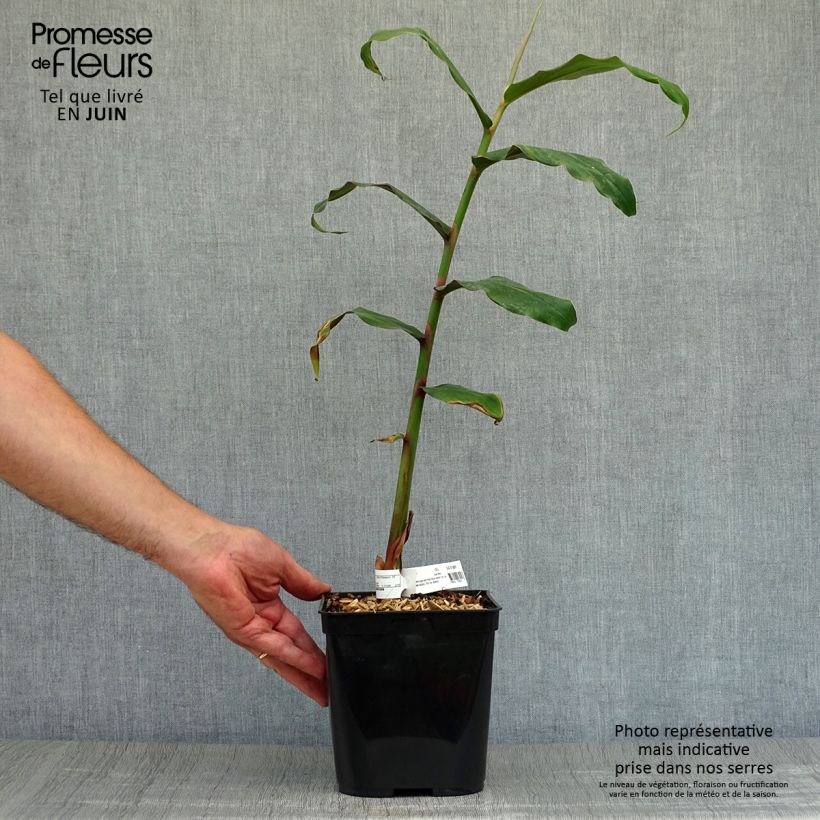 Exemplar von Hedychium deceptum - Schmetterlingsingwer Topf mit 3L/4L wie im Sommer geliefert