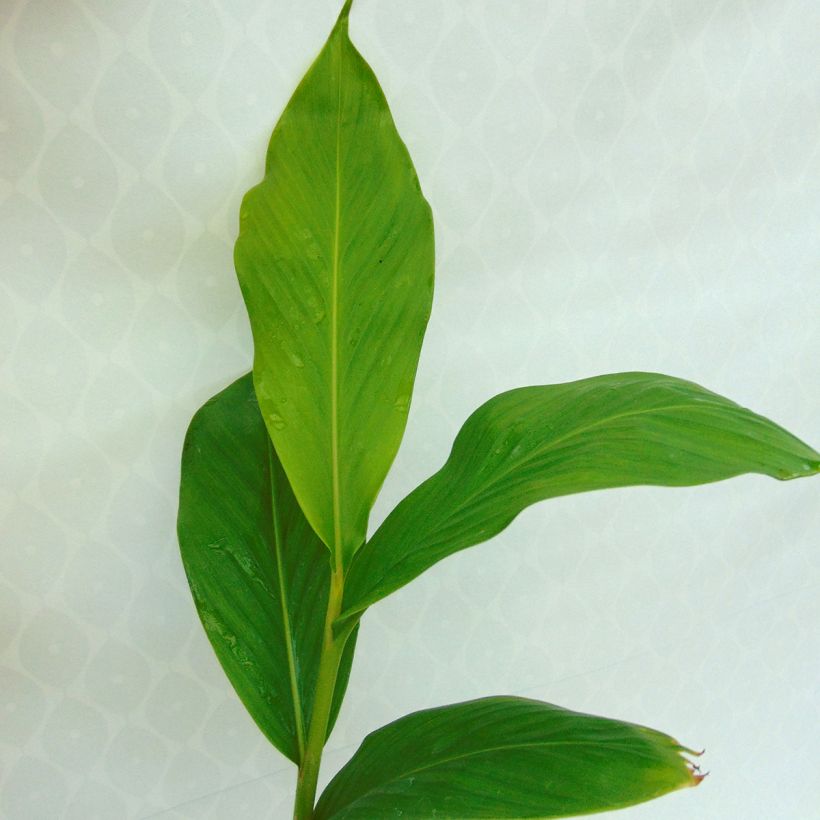 Hedychium spicatum - Schmetterlingsingwer (Foliage)