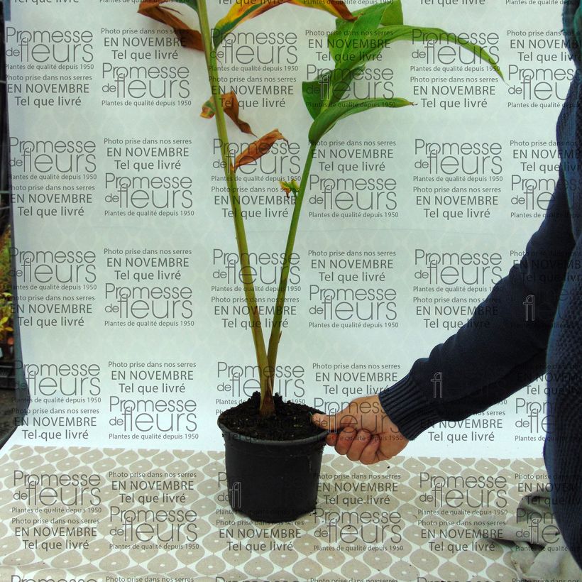 Example of Hedychium spicatum - Schmetterlingsingwer Topf mit 3L/4L as you get