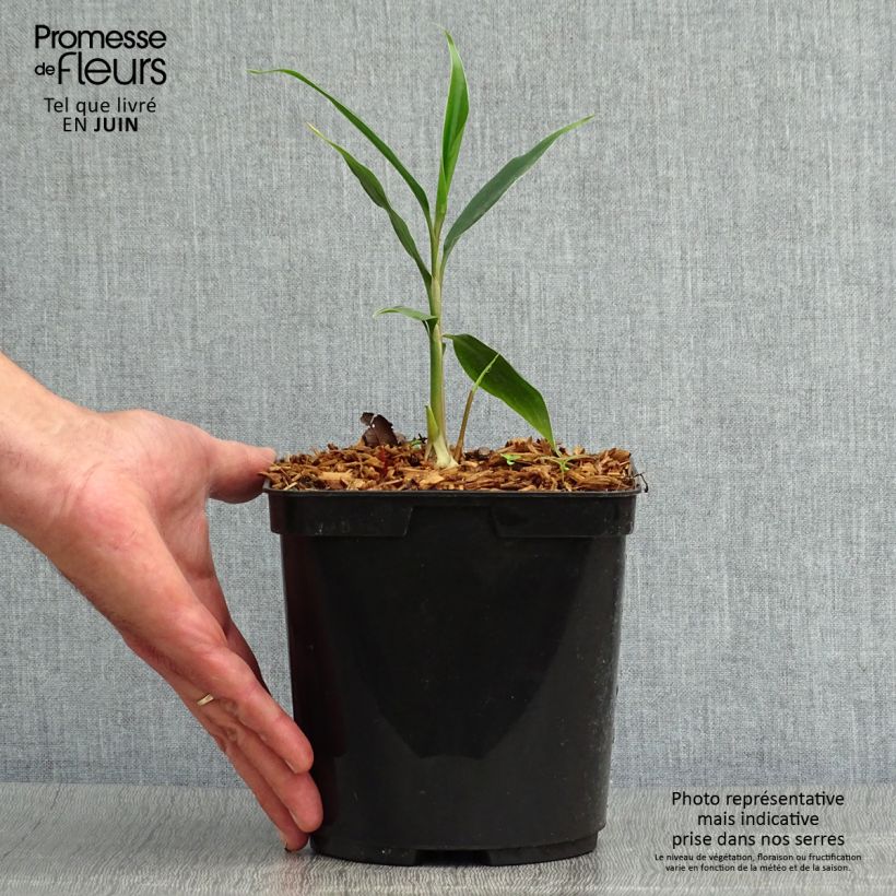 Example of Hedychium villosum var. tenuiflorum - Schmetterlingsingwer Topf mit 3L/4L as you get in ete