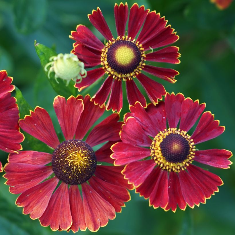Sonnenbraut Helena Red Shades - Helenium automnale (Flowering)