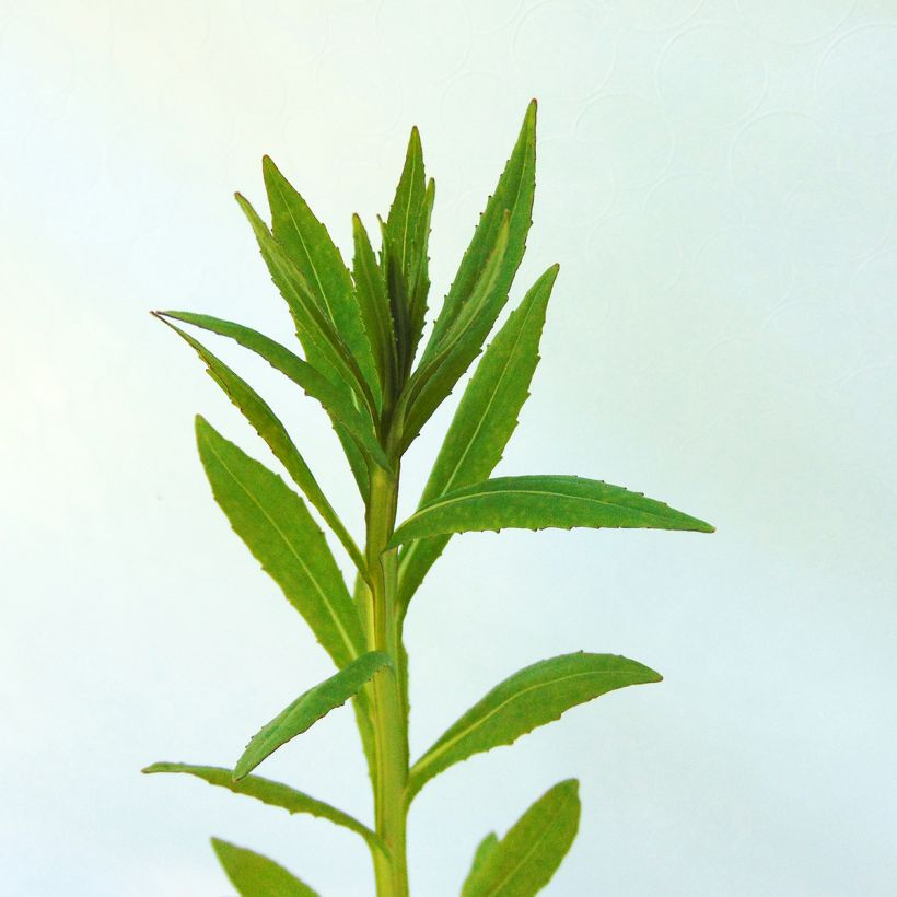 Sonnenbraut Baudirektor Linne - Helenium (Foliage)