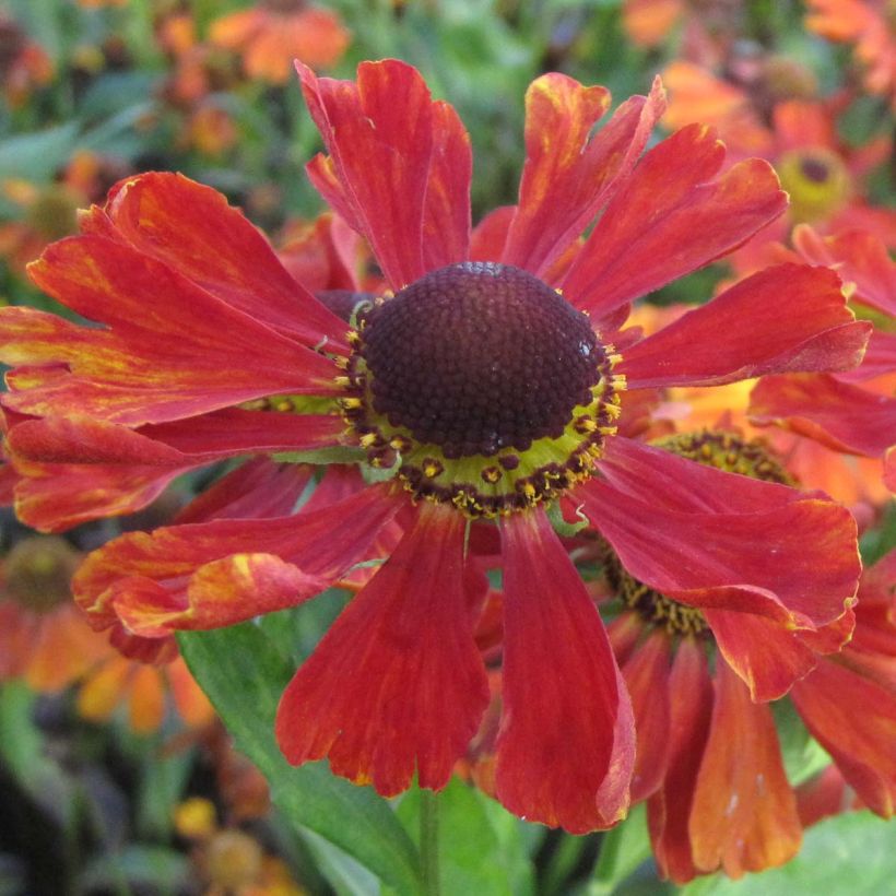 Sonnenbraut Baudirektor Linne - Helenium (Flowering)