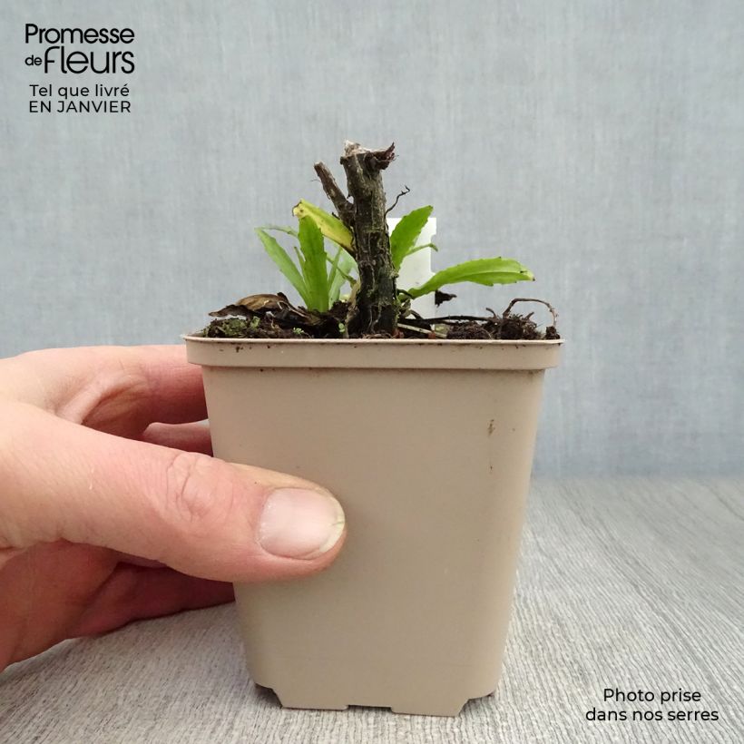 Exemplar von Sonnenbraut Double Trouble - Helenium Kleine Töpfe von 8/9 cm wie im Winter geliefert