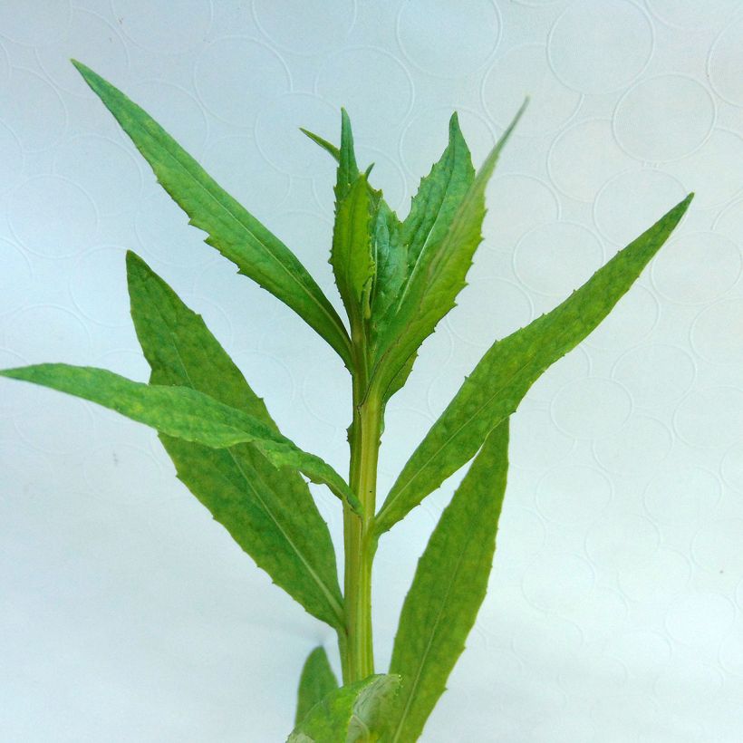 Sonnenbraut Dunkle Pracht - Helenium (Foliage)