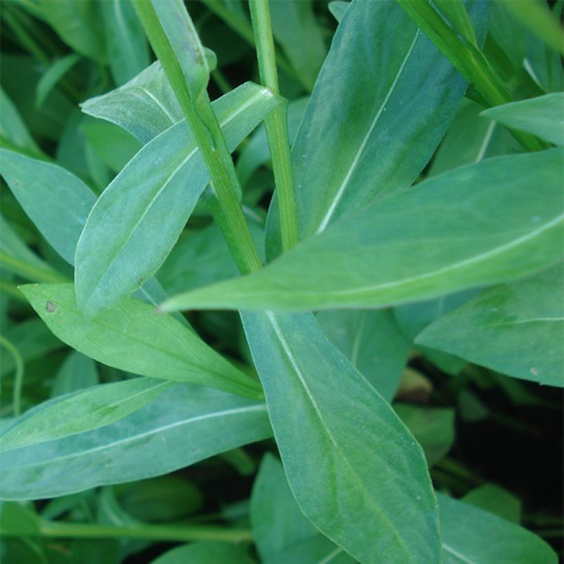 Sonnenbraut El Dorado - Helenium (Foliage)