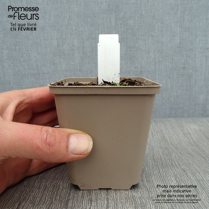 Exemplar von Sonnenbraut El Dorado - Helenium Kleine Töpfe von 8/9 cm wie im Winter geliefert