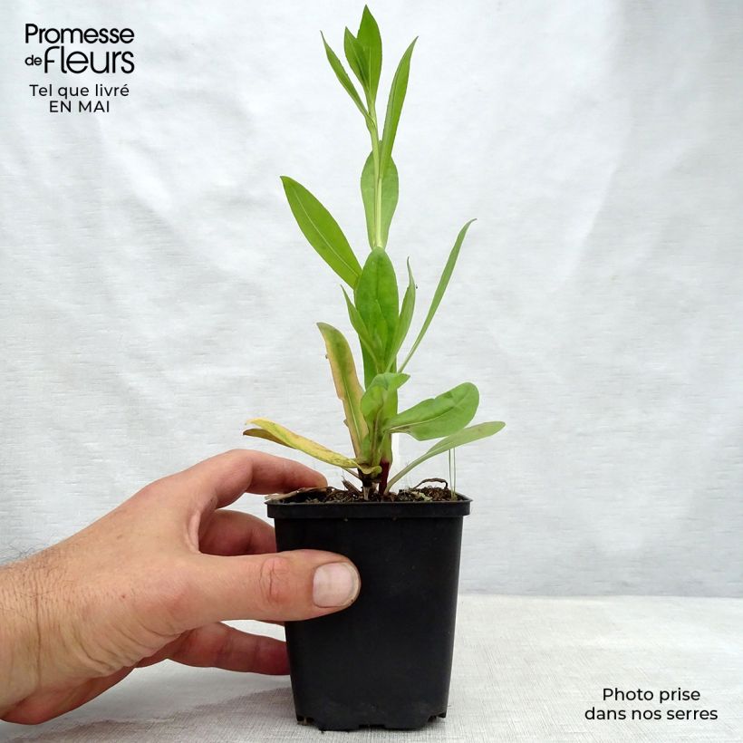 Exemplar von Sonnenbraut El Dorado - Helenium Kleine Töpfe von 8/9 cm wie im Frühjahr geliefert