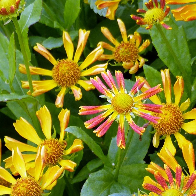 Sonnenbraut Fancy Fan - Helenium (Flowering)