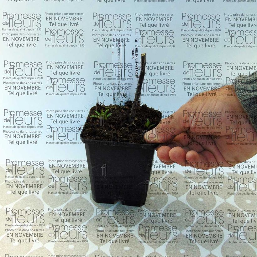 Example of Sonnenbraut Fiesta - Helenium Box as you get