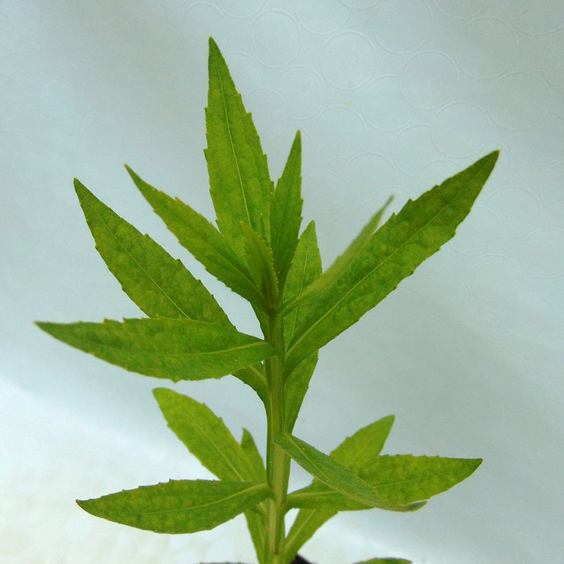 Sonnenbraut Fiesta - Helenium (Foliage)