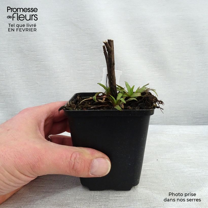 Exemplar von Sonnenbraut Flammendes Katchen - Helenium Kleine Töpfe von 8/9 cm wie im Winter geliefert