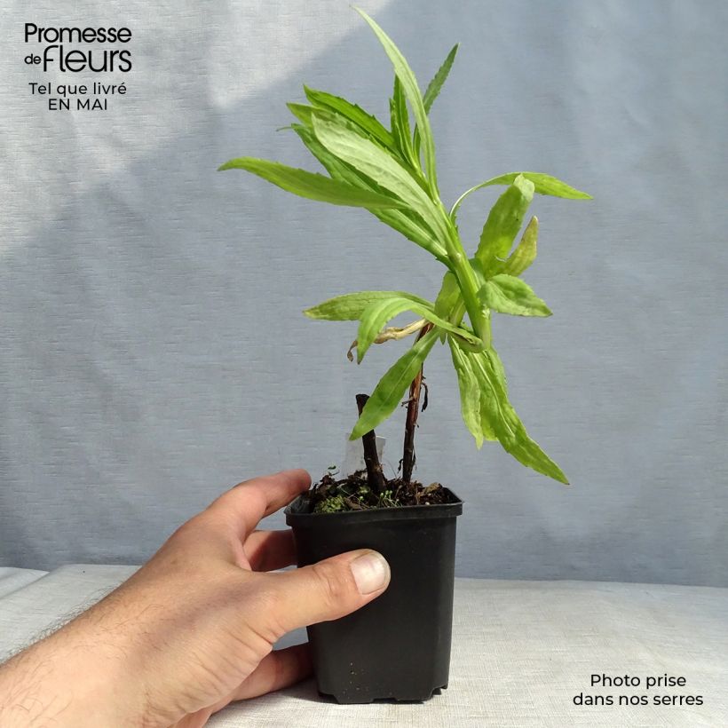 Exemplar von Sonnenbraut Flammendes Katchen - Helenium Kleine Töpfe von 8/9 cm wie im Frühjahr geliefert