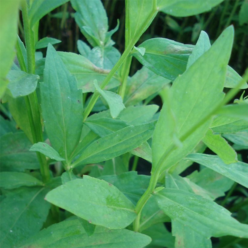 Sonnenbraut Flammenspiel - Helenium (Foliage)