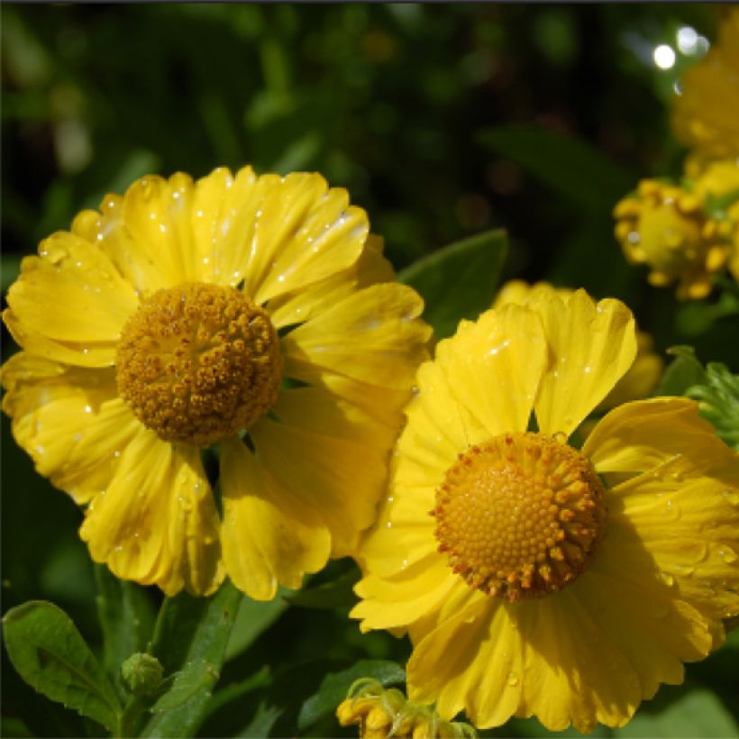 Sonnenbraut Kugelsonne - Helenium (Flowering)