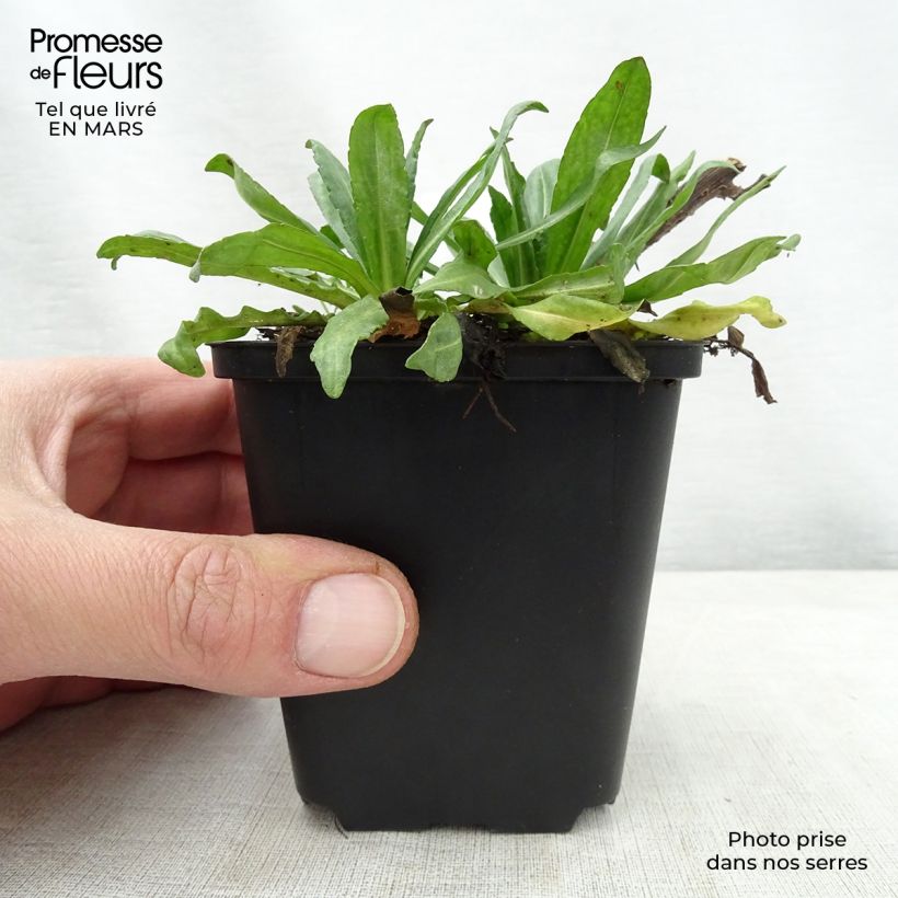 Exemplar von Sonnenbraut Kugelsonne - Helenium Kleine Töpfe von 8/9 cm wie im Frühjahr geliefert