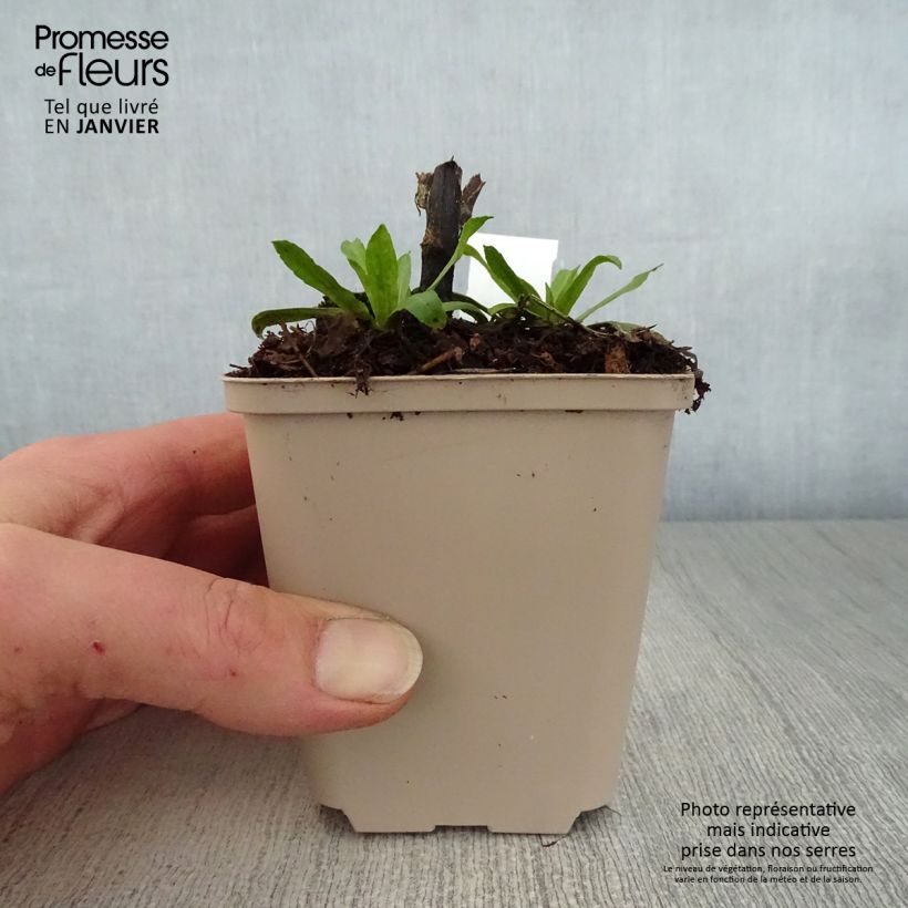 Exemplar von Sonnenbraut Kugelsonne - Helenium Kleine Töpfe von 8/9 cm wie im Winter geliefert