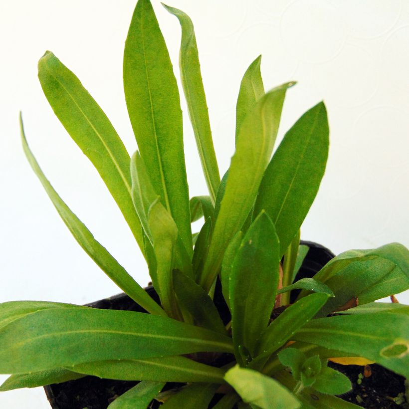 Sonnenbraut Kupferswerg - Helenium (Foliage)