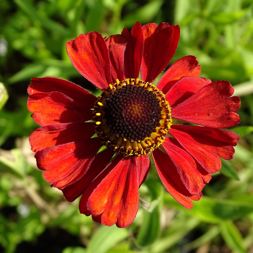 Sonnenbraut Kupferswerg - Helenium (Flowering)