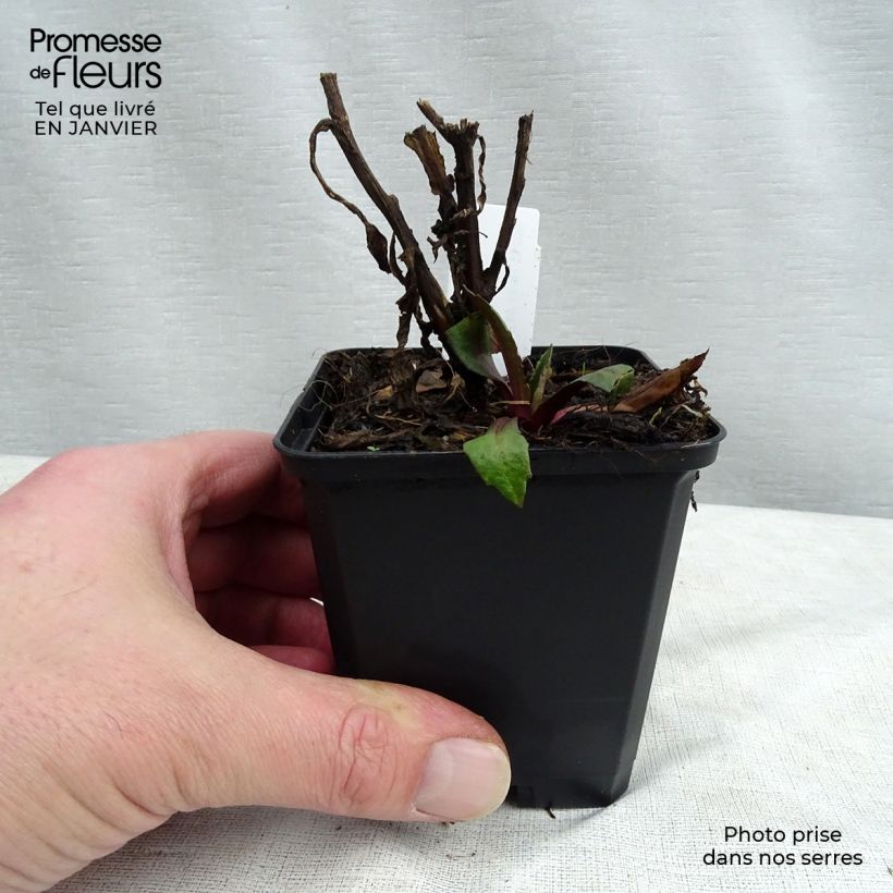 Exemplar von Sonnenbraut Kupferswerg - Helenium Kleine Töpfe von 8/9 cm wie im Winter geliefert