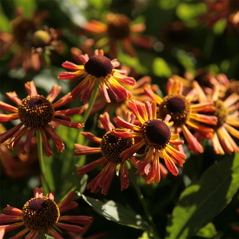 Sonnenbraut Loysder Wieck - Helenium (Flowering)