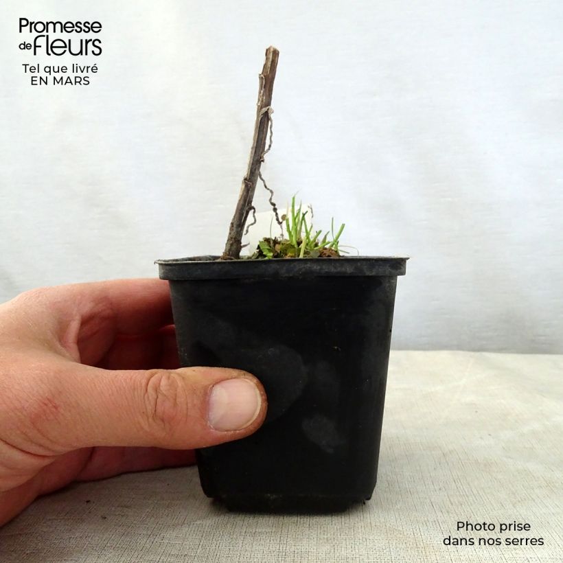 Exemplar von Sonnenbraut Loysder Wieck - Helenium Kleine Töpfe von 8/9 cm wie im Frühjahr geliefert