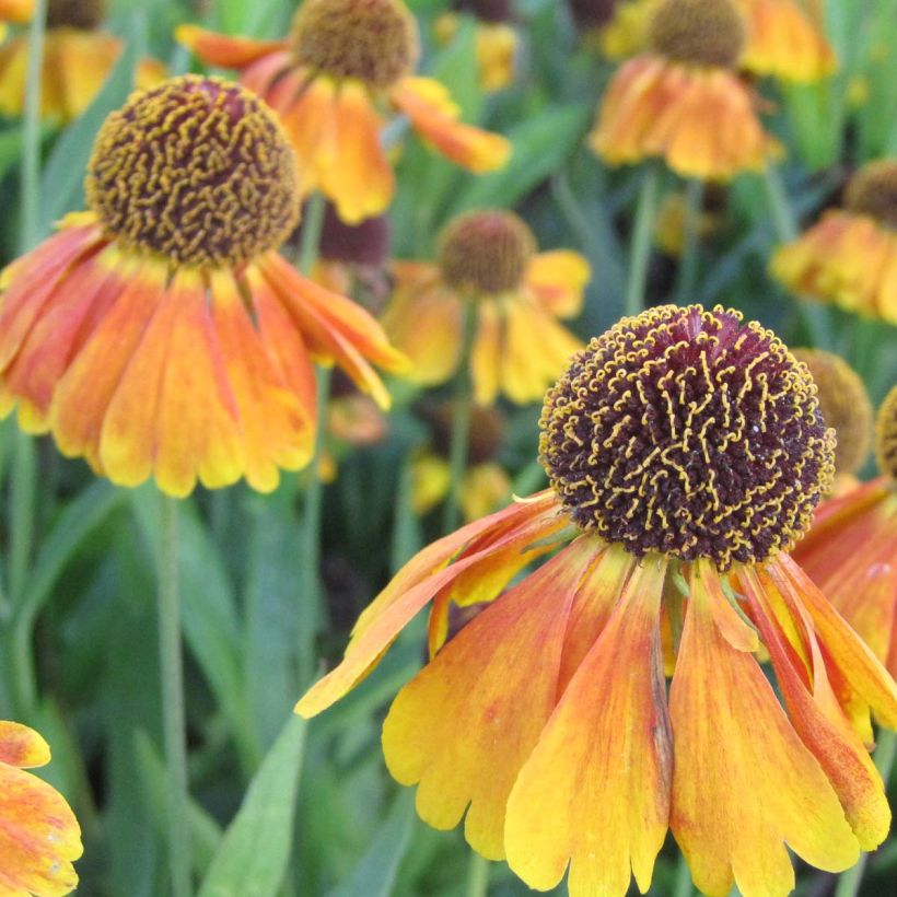 Sonnenbraut Mardi gras - Helenium (Flowering)