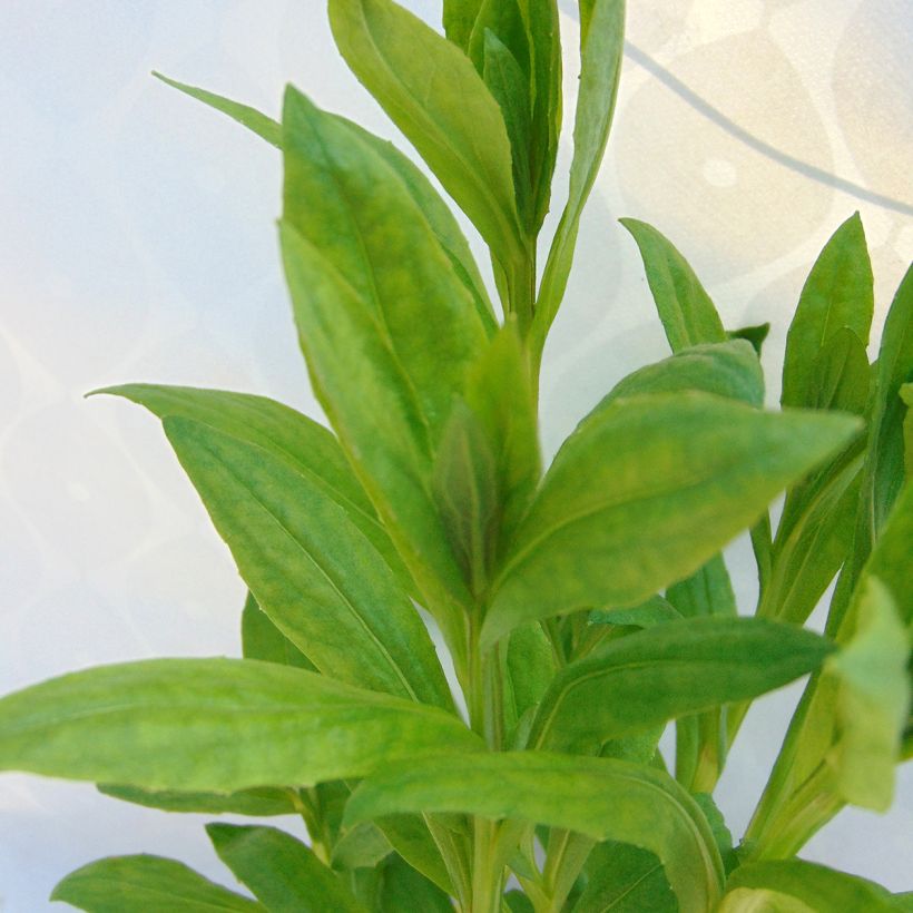 Sonnenbraut Mardi gras - Helenium (Foliage)