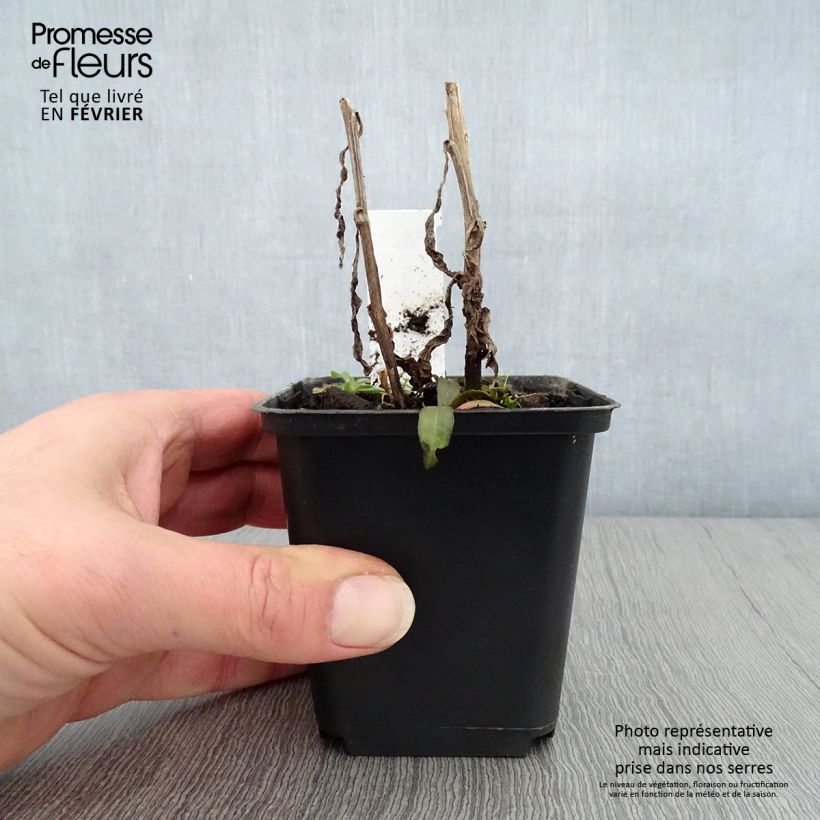 Exemplar von Sonnenbraut Mardi gras - Helenium Kleine Töpfe von 8/9 cm wie im Winter geliefert