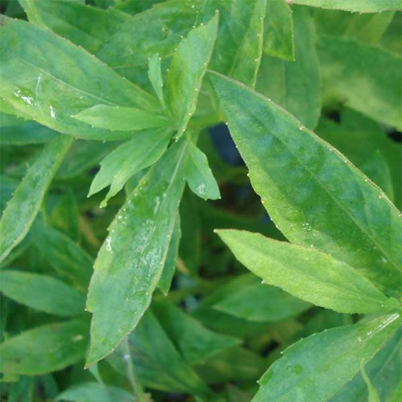 Sonnenbraut Marion Nickig - Helenium (Foliage)