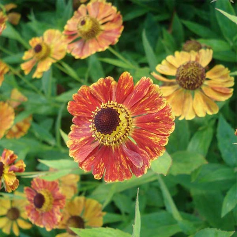Sonnenbraut Marion Nickig - Helenium (Flowering)